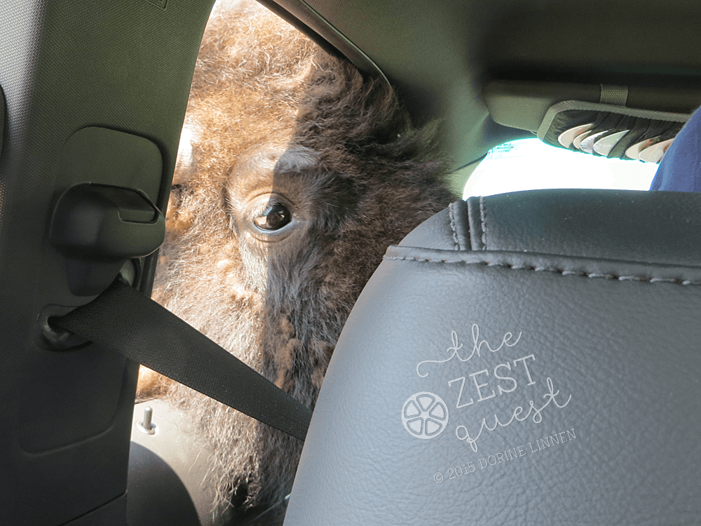 Bison-head-in-the-car-for-an-up-close-and-personal-experience-2-The-Zest-Quest