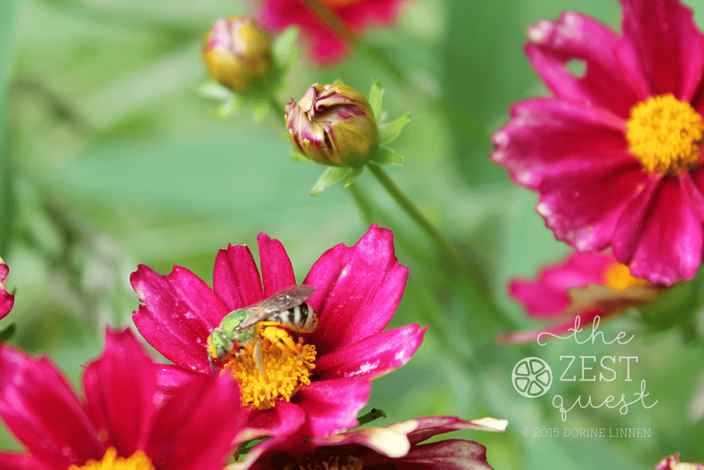 Coreopsis-Big-Bang-Mercury-Rising-with-bee-varied-red-blossoms-with-yellow-center-2-The-Zest-Quest