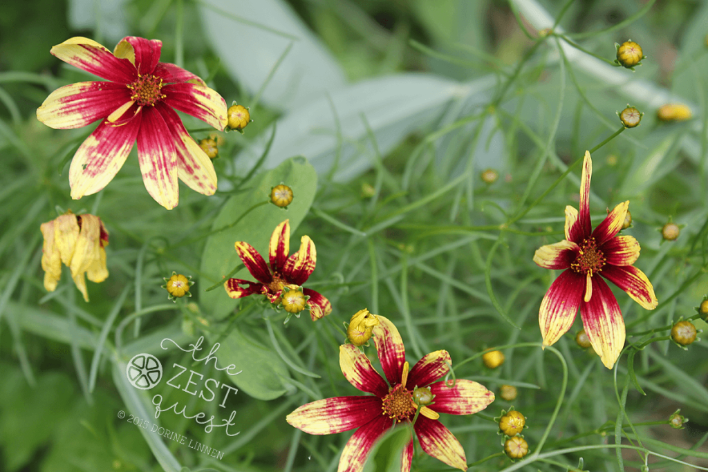 Coreopsis-verticillata-Route-66-aka-Route-66-Tickseed-2-The-Zest-Quest