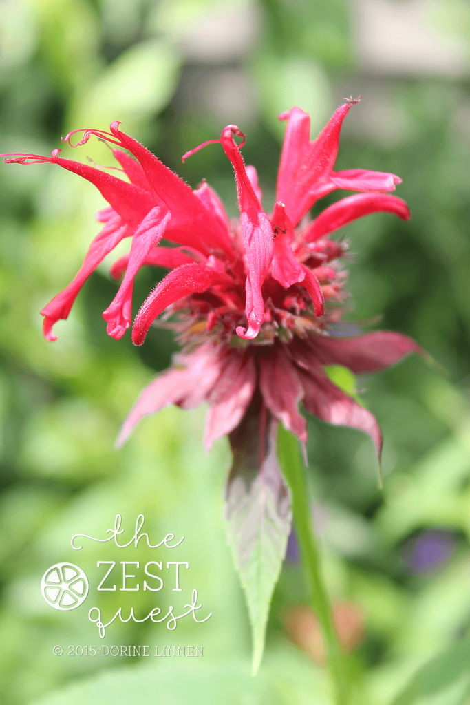 Monarda-didyma-Jacob-Cline-Bee-Balm-in-flower-red-at-2-The-Zest-Quest