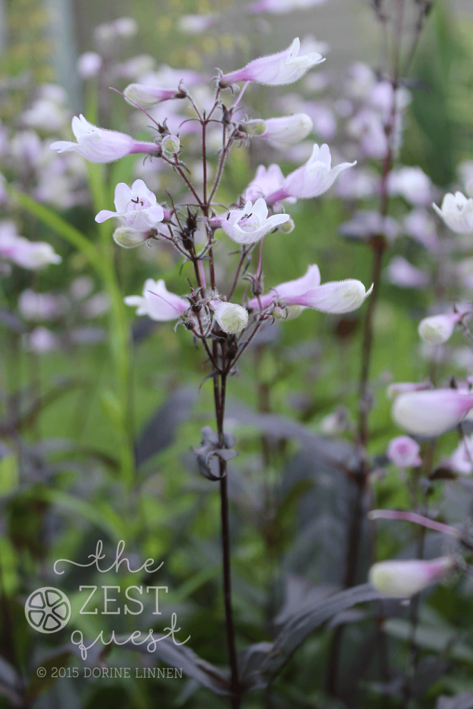 Penstemon-Dark-Towers-aka-Beardtongue-pink-and-white-against-wine-foliage-2-The-Zest-Quest