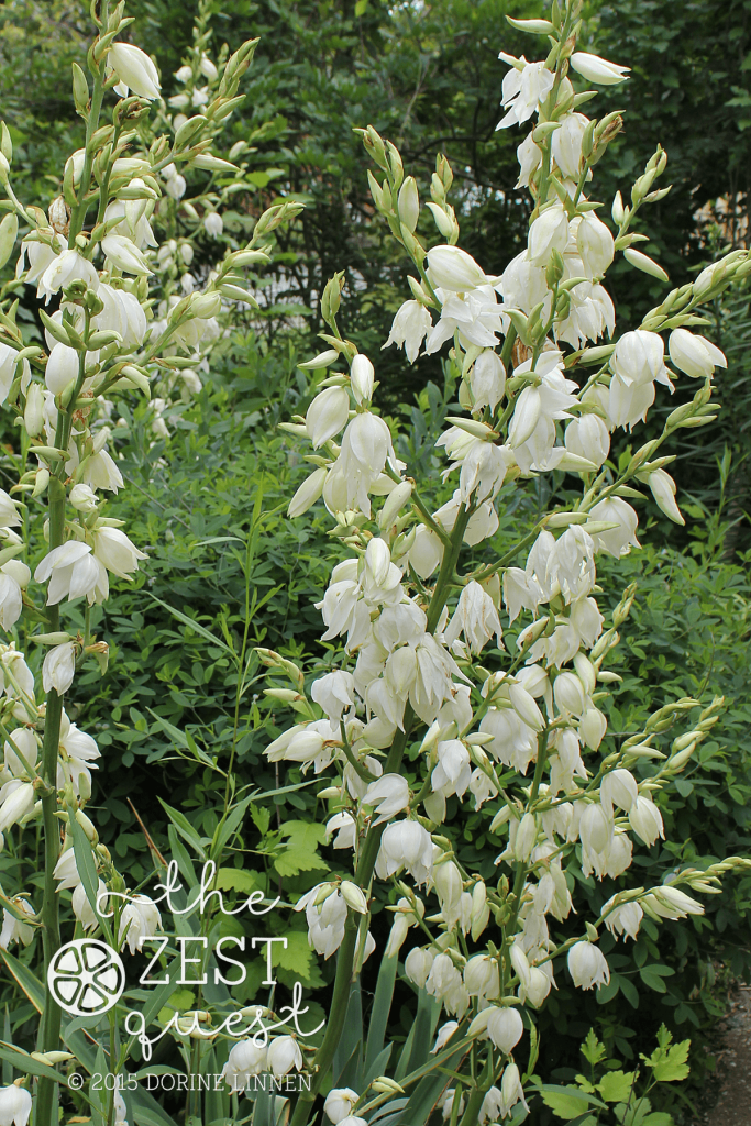 Tall-White-flowers-of-Yucca-stand-out-in-June-at-2-The-Zest-Quest