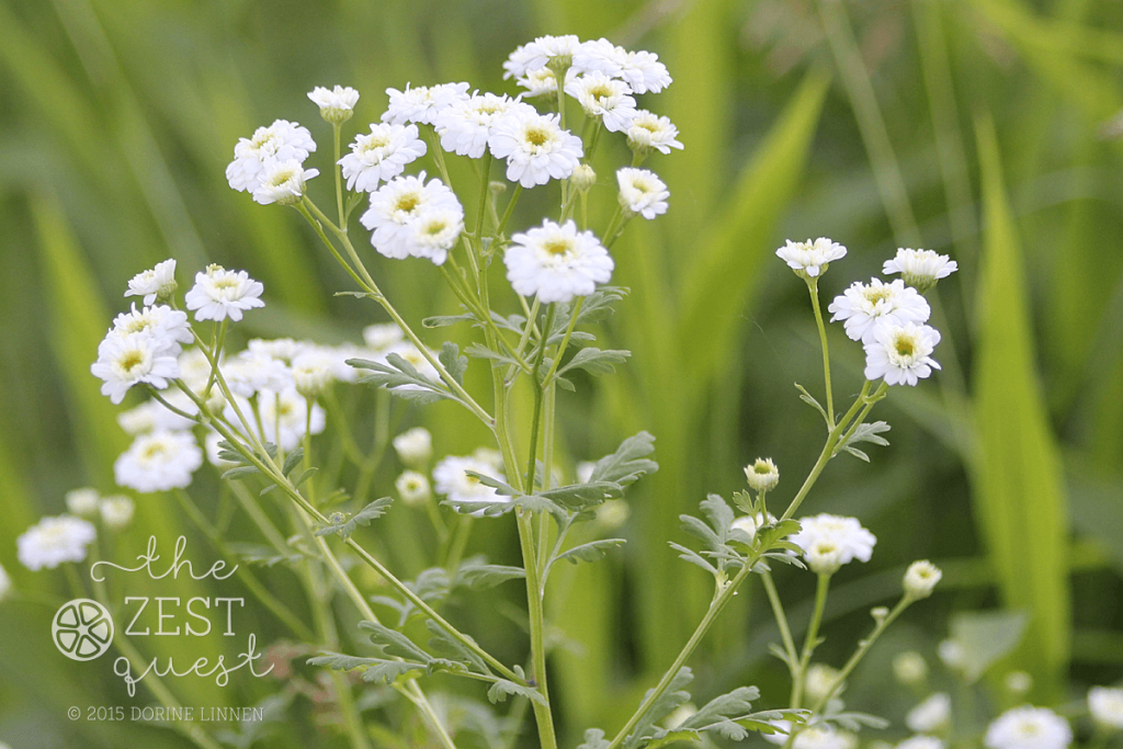 Tanacetrum-parthenium-Matricaria-Tetra-White-backdropped-by-Oat-Grass-2-The-Zest-Quest