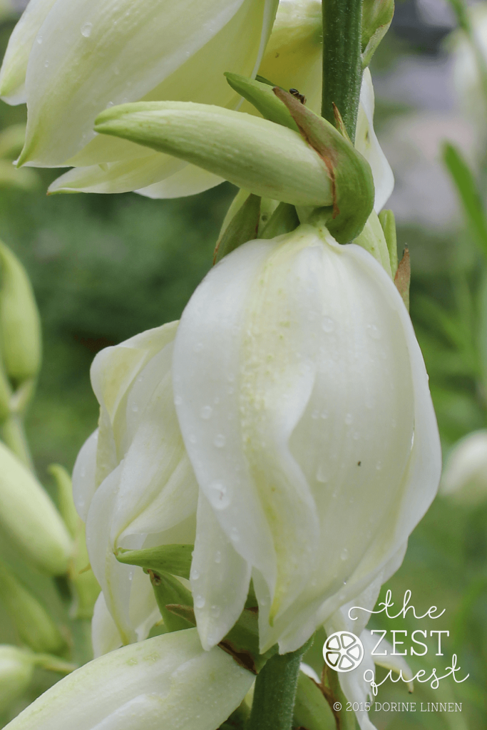 White-Yucca-Blooms-attract-beneficials-kissed-by-rain-at-2-The-Zest-Quest
