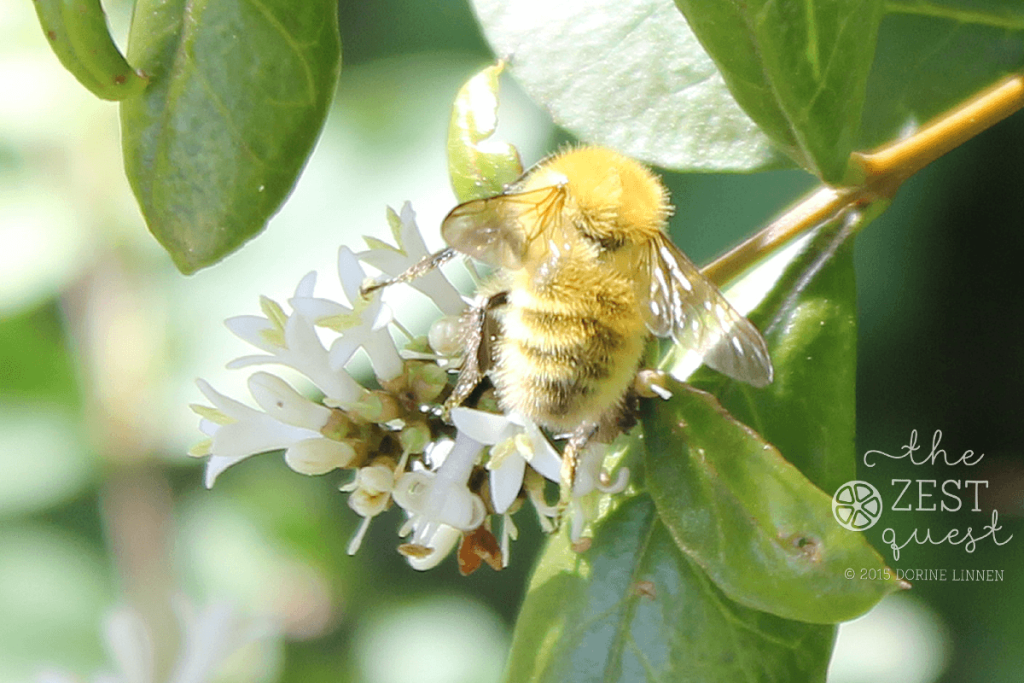 Bee-golden-like-a-teddy-bear-on-Privet-at-2-The-Zest-Quest