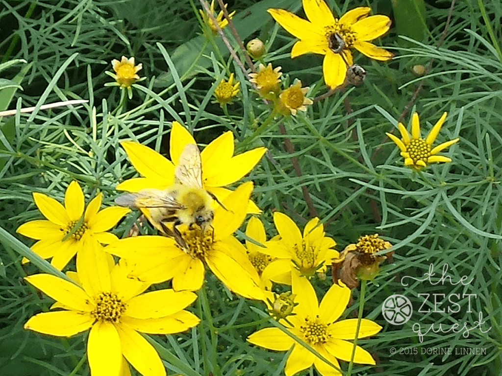 Bee-on-Coreopsis-verticillata-Zagreb-at-2-The-Zest-Quest