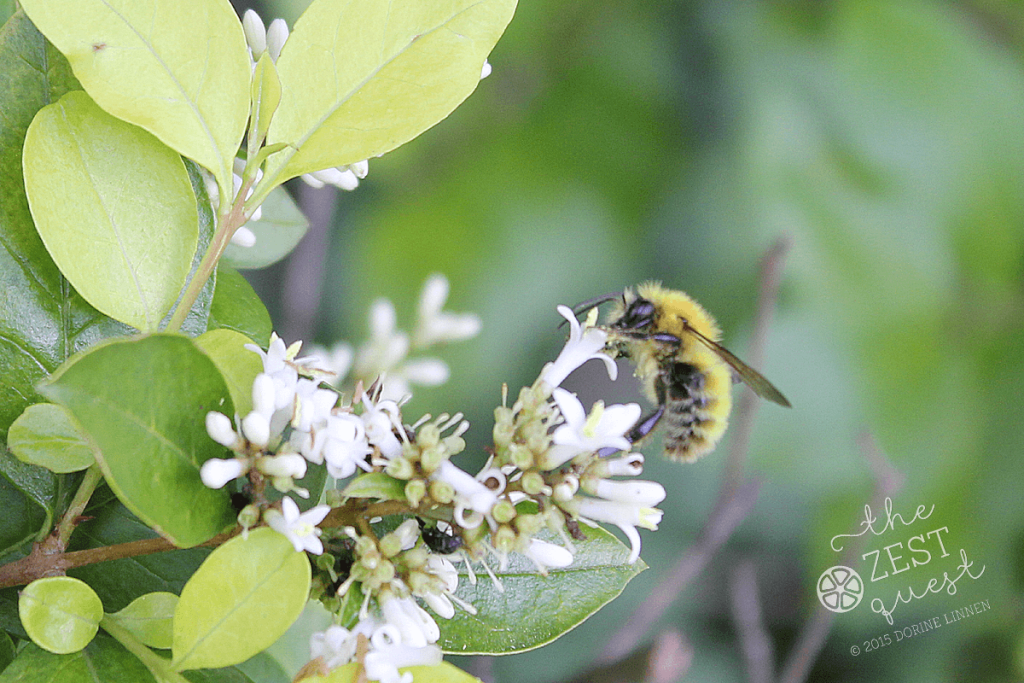 Bee-on-spring-blooming-Privet-flowers-at-2-The-Zest-Quest