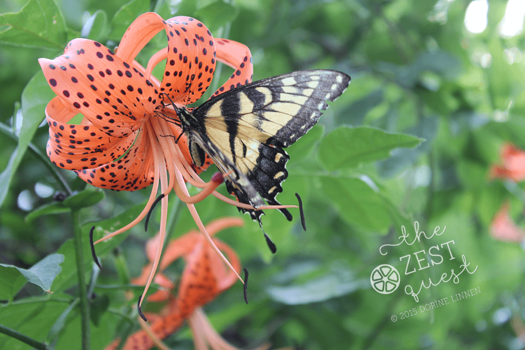 Easter-Tiger-Swallowtail-NE-Ohio-2015-on-Tiger-Lily-2-The-Zest-Quest