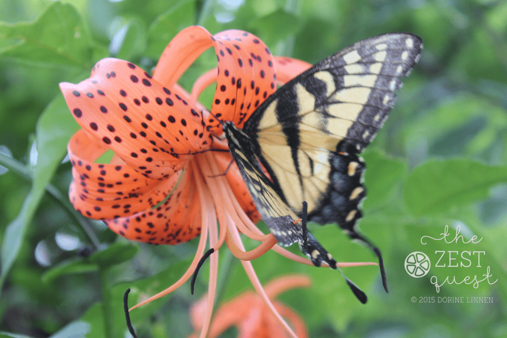Eastern-Tiger-Swallowtail-Butterfly-NE-Ohio-2015-2-The-Zest-Quest