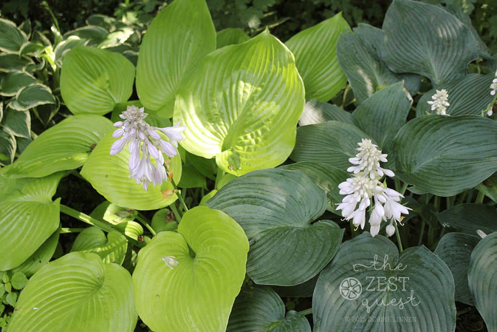 Hosta-Sum-and-Substance-with-Blue-Elegans-beginning-of-July-2015-2-The-Zest-Quest