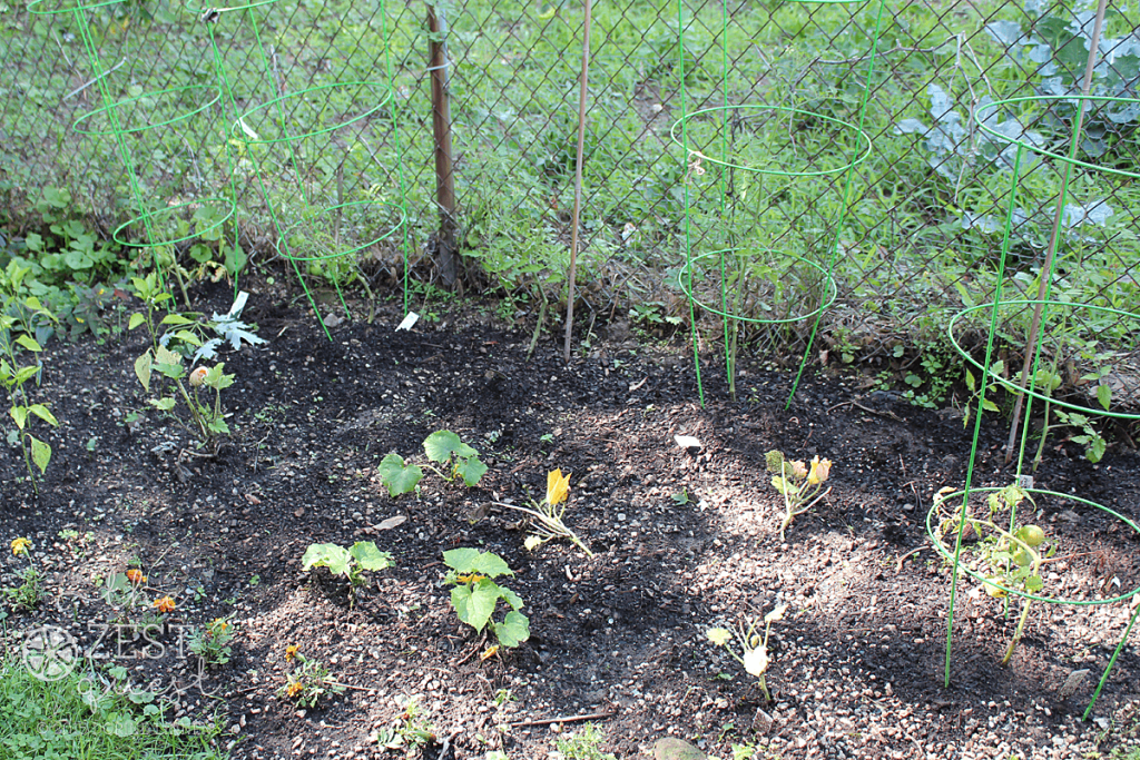 Vegetable-Garden-2015-finally-got-planted-the-end-of-June-2-The-Zest-Quest