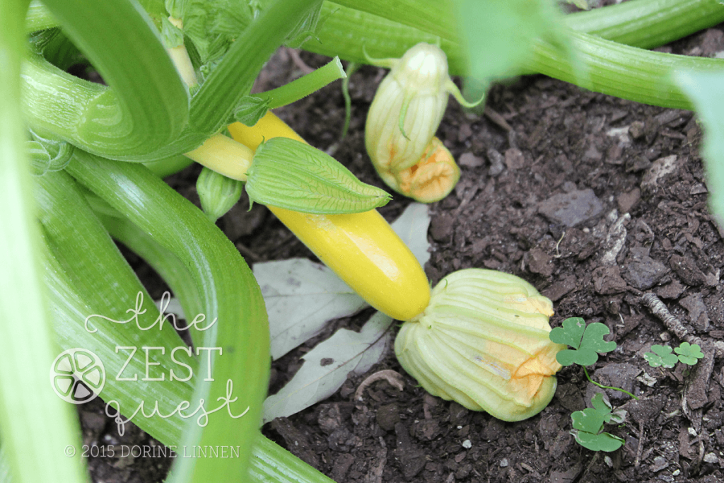 Gorgeous-Yellow-Zucchini-variety-Sebring-tastes-as-good-as-it-looks-2-The-Zest-Quest