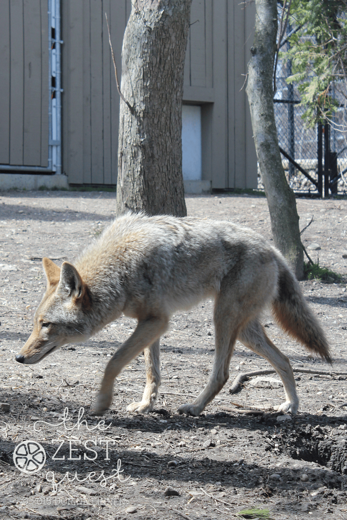 Akron-Zoo-Coyote-paces-quickly-making-photos-difficult-2-The-Zest-Quest