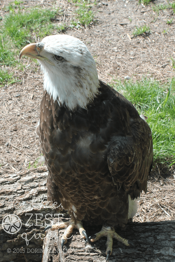 Akron-Zoo-Eagle-contemplates-being-photographed-2-The-Zest-Quest