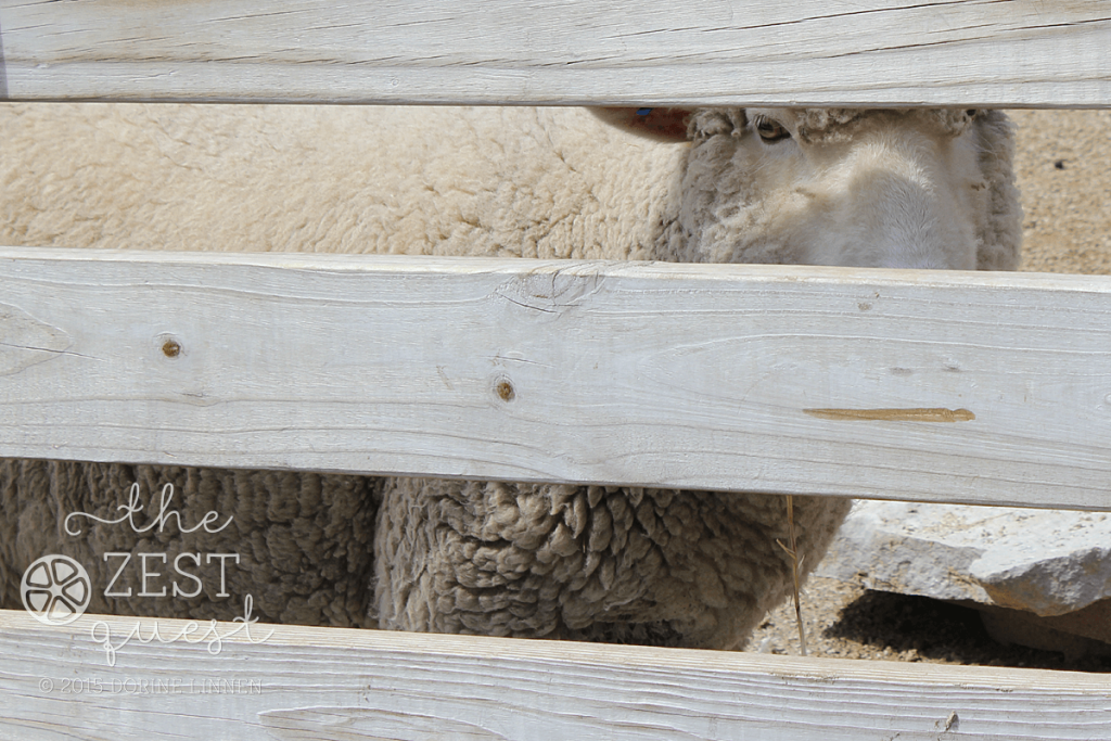 Akron-Zoo-Sheep-Peek-for-photo-op-2-The-Zest-Quest