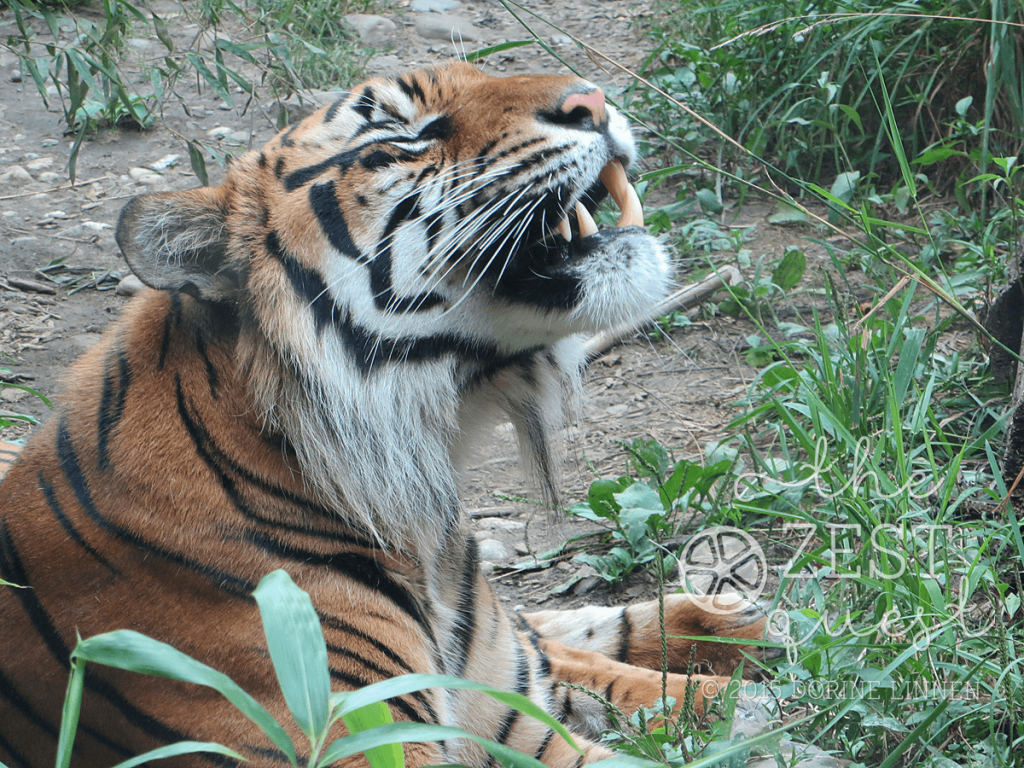Akron-Zoo-Tiger-roars-for-his-dinner-and-I-don't-want-to-be-it-2-The-Zest-Quest