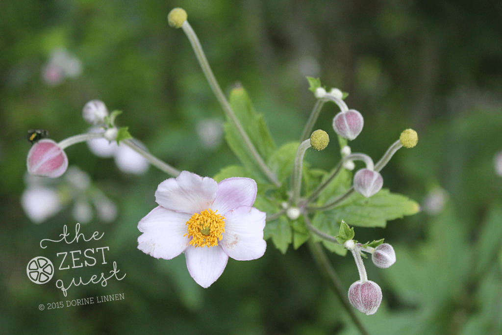 Anemone-sweet-pink-blossoms-softly-wave-in-August-breezes-2-The-Zest-Quest