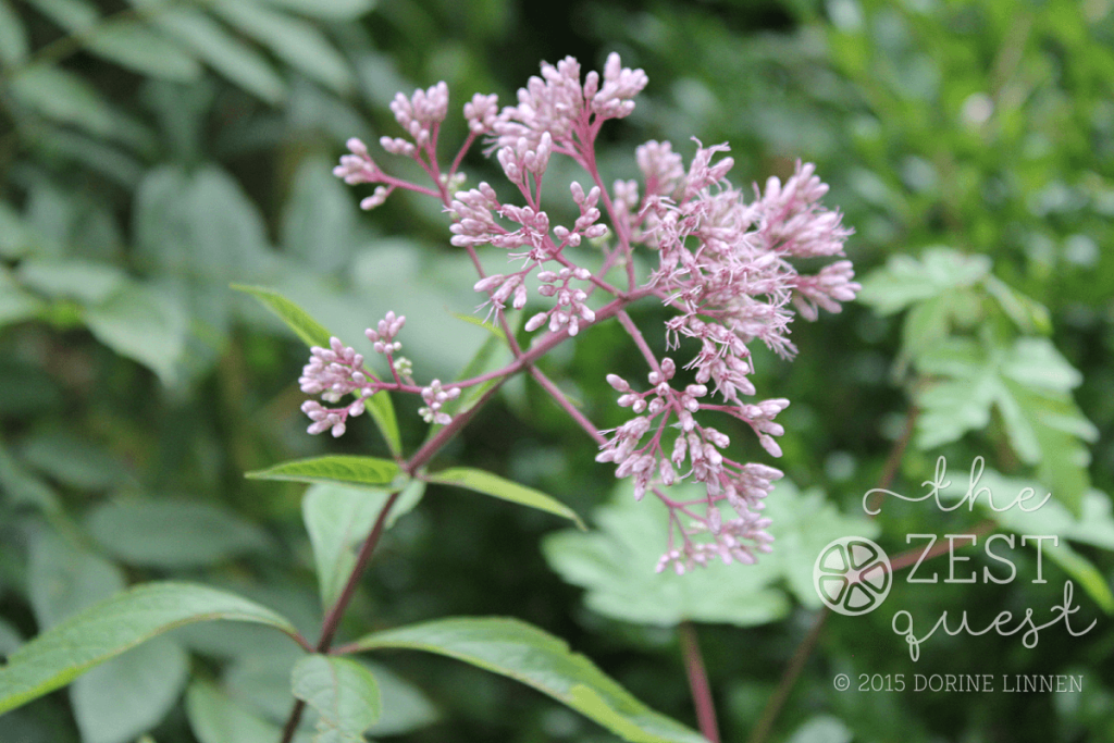 Eupatorium-Joe-Pye-Weed-attractive-to-Butterflies-August-blooming-2-The-Zest-Quest