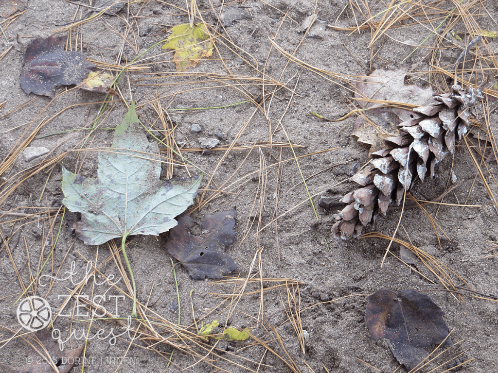 Fallen-Leaves-and-Pine-cones-signal-fall-2-The-Zest-Quest