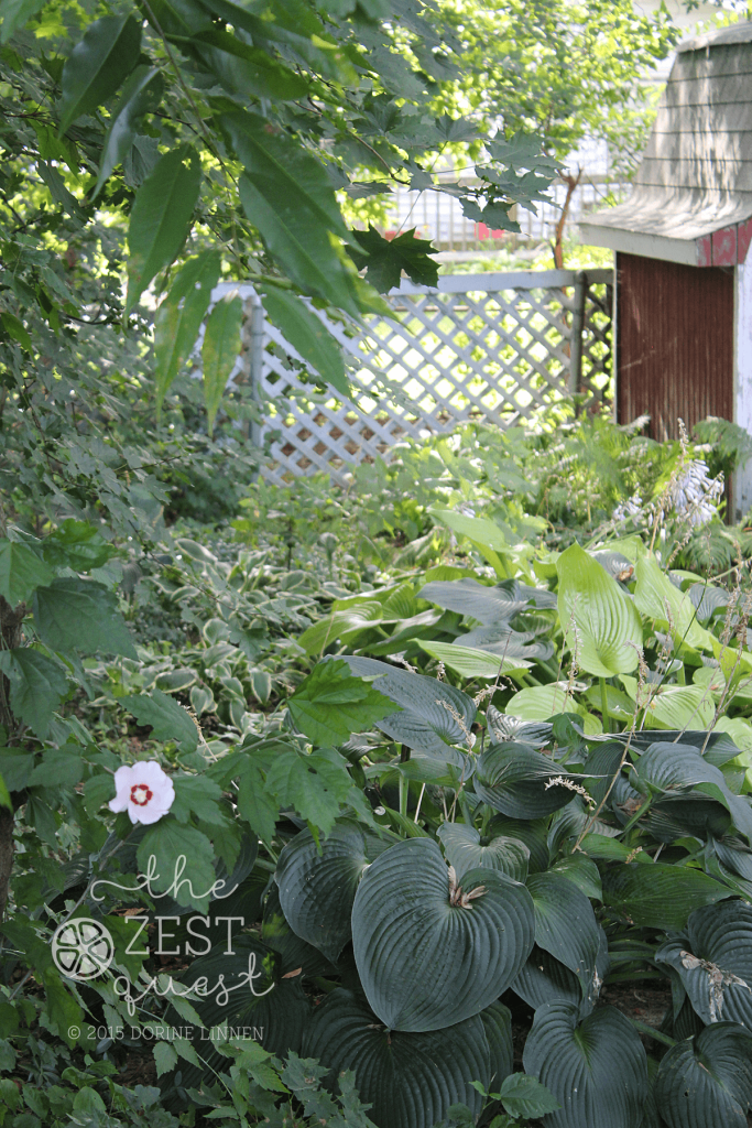 Hosta-Bed-at-the-beginning-of-August-with-ferns-in-the-background-by-the-shed-2-The-Zest-Quest