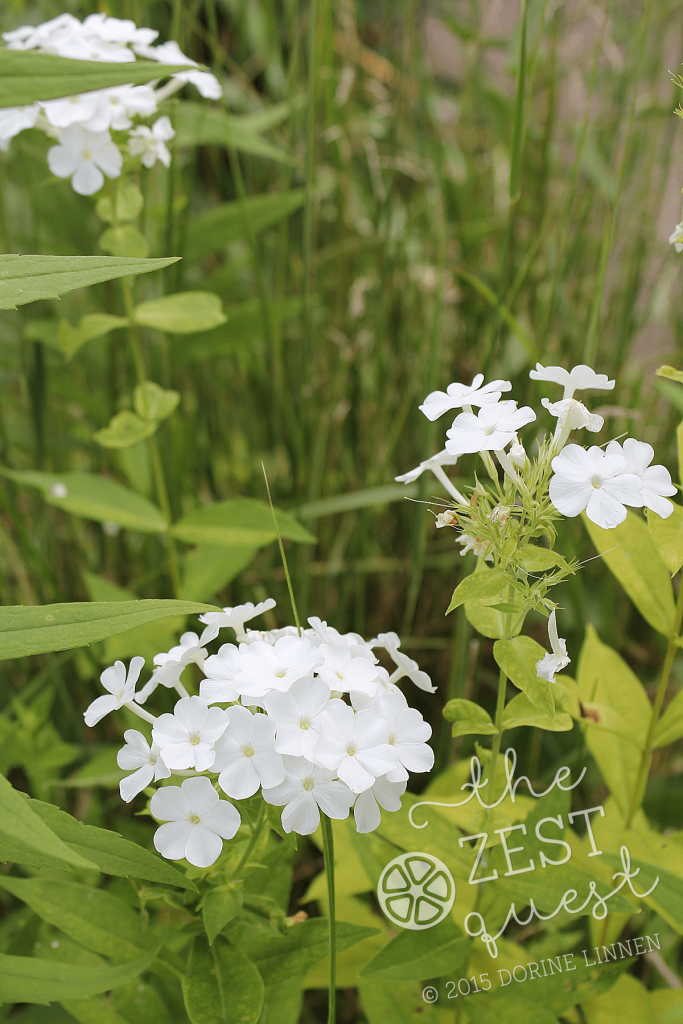 Phlox-paniculata-David-white-blooms-throughout-August-2-The-Zest-Quest