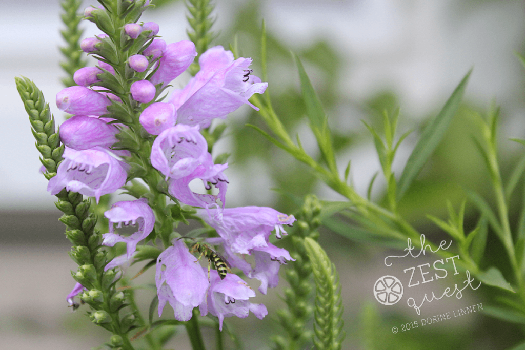 Physostegia-virginiana-Obedient-Plant-late-August-pink-blossoms-attract-bees-2-The-Zest-Quest