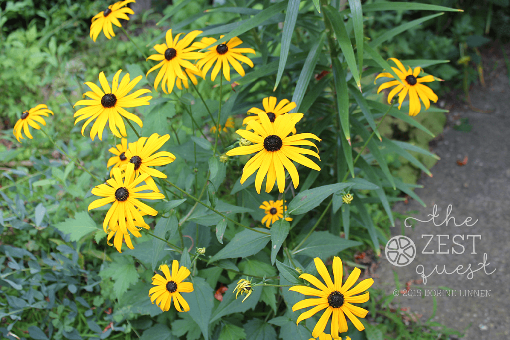 Rudbeckia-Black-Eyed-Susan-reseeds-wherever-and-blooms-best-where-it-lands-2-The-Zest-Quest