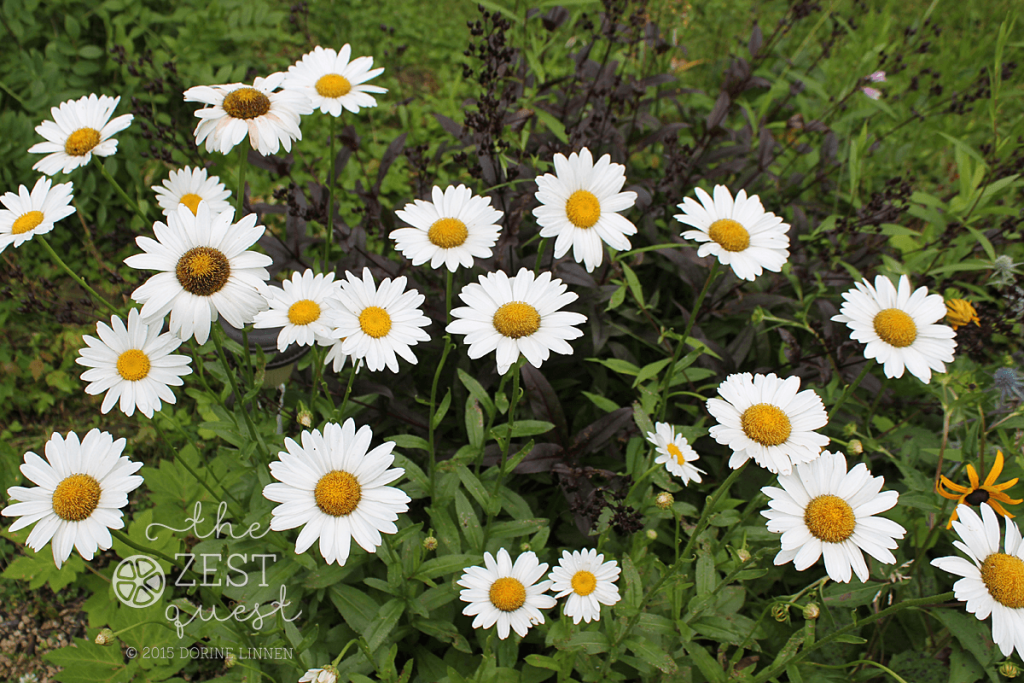 Shasta-Daisy-Becky-blooms-its-heart-out-at-2-The-Zest-Quest