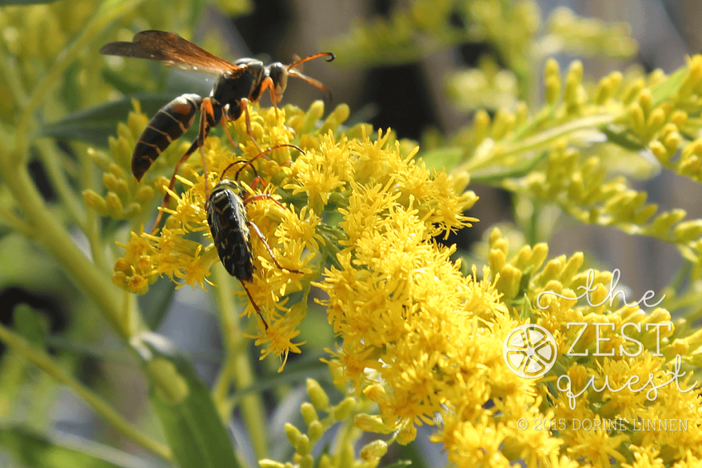Wasp-and-friend-feed-on-Golden-Rod-pollen-peacefully-together-2-The-Zest-Quest