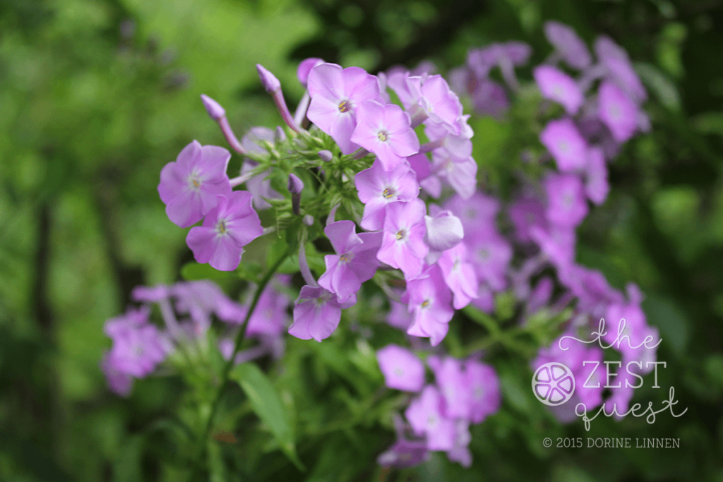 Wild-Lilac-Phlox-self-seeds-in-the-back-garden-at-2-The-Zest-Quest