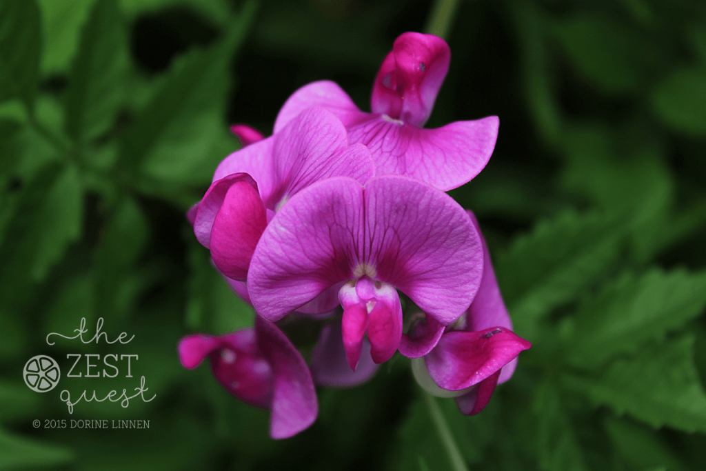 Wild-Sweet-Pea-attracts-Hummingbirds-and-Butterflies-2-The-Zest-Quest