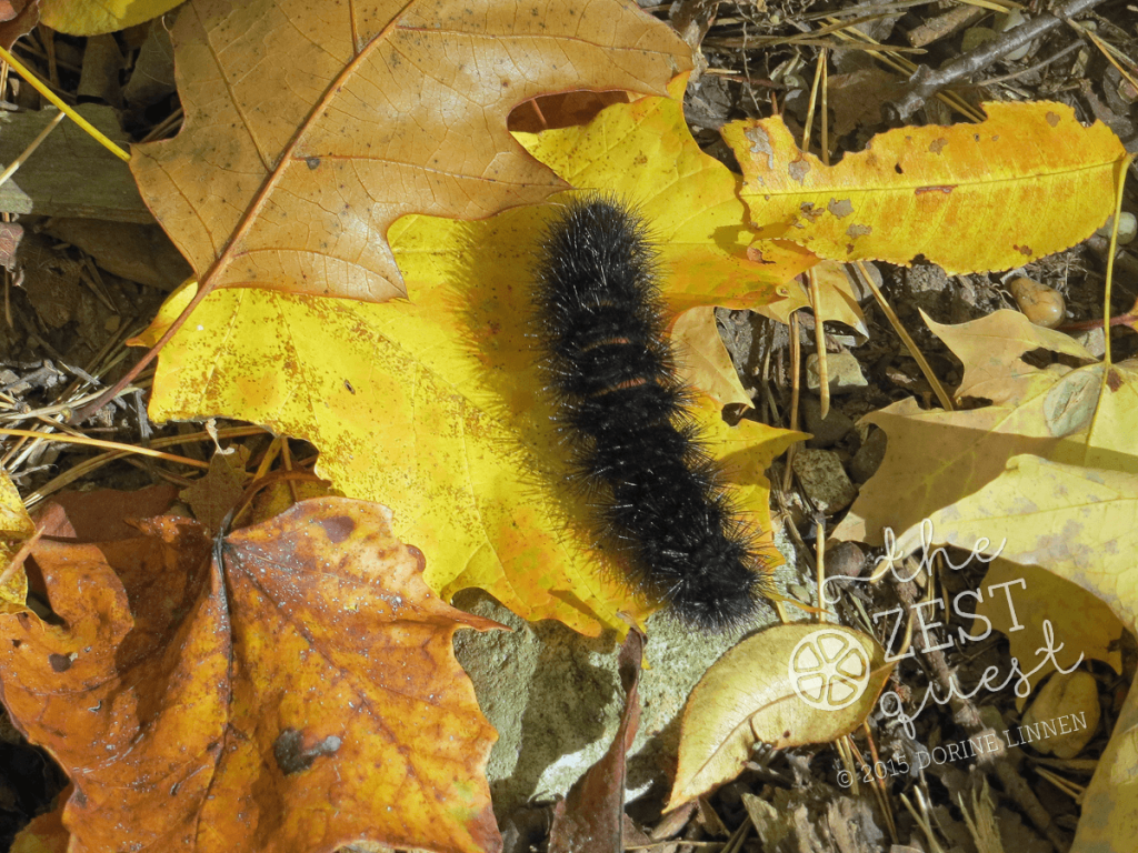 Hiking-Challenge-2015-Ohio-Hike-3-Richfield-Furnace-Run-Old-Mill-Giant-Leopard-Moth-Caterpillar-2-The-Zest-Quest