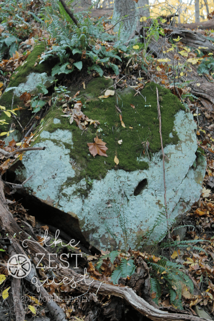 Hiking-Challenge-2015-Ohio-Hike-5-Peninsula-Quarry-trail-interesting-rock-with-mosses-and-ferns-2-The-Zest-Quest