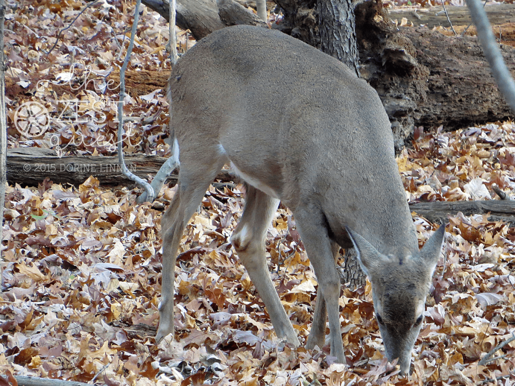 Hiking-Challenge-2015-Ohio-Hike-6-Nature-Realm-Seneca-Trail-Deer-grazing-2-The-Zest-Quest