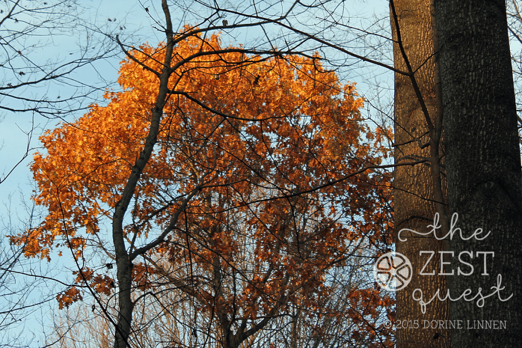 Hiking-Challenge-2015-Ohio-Hike-6-setting-sun-brightens-this-tree-in-last-stage-of-color-2-The-Zest-Quest