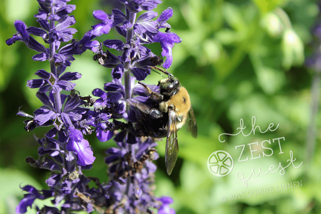 Cottage-Garden-Favorites-Mel-Sept-2015-Annual-Salvia-Mystic-Spires-Blue-pollinator-favorite-2-The-Zest-Quest