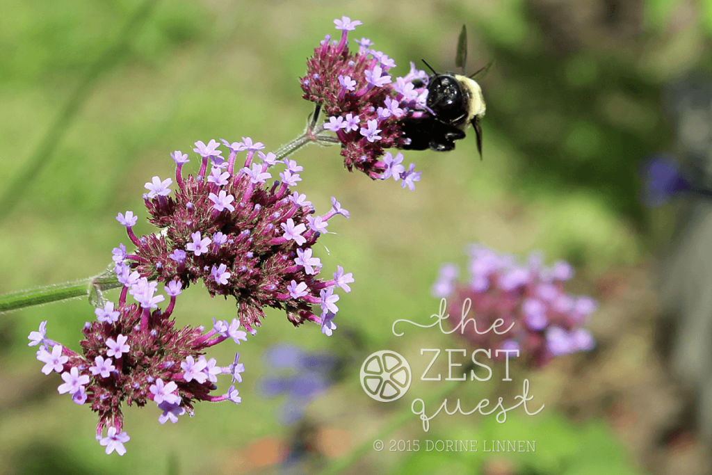 Cottage-Garden-Favorites-Mel-Sept-2015-Verbena-Bonariensis-selfseeds-2-The-Zest-Quest