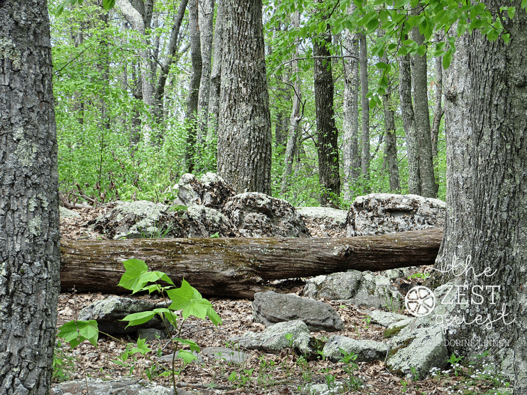 Shenandoah-National-Park-A-Walk-in-the-Woods-2-The-Zest-Quest