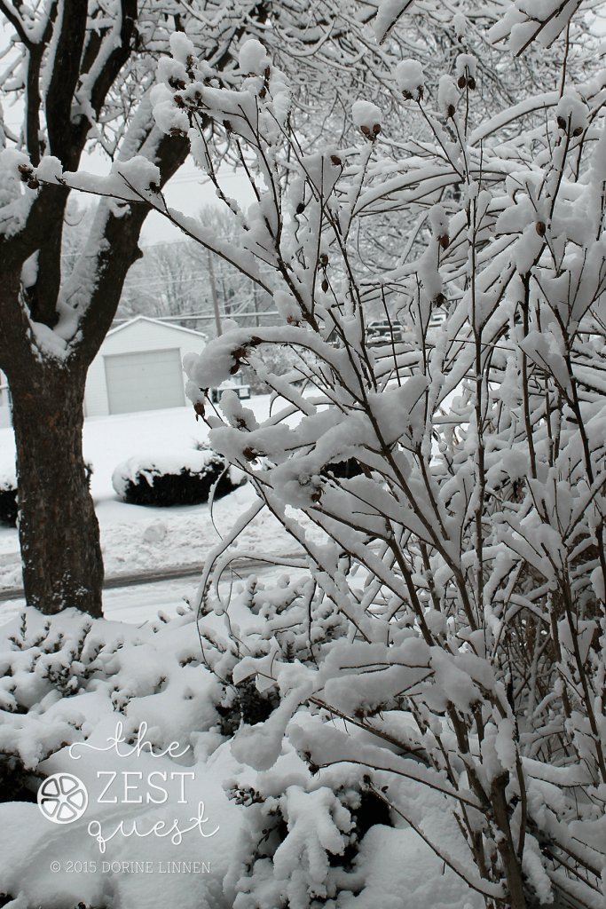 Snow-fresh-fallen-on-Boxwood-and-shrub-border-from-the-front-stoop-2-The-Zest-Quest