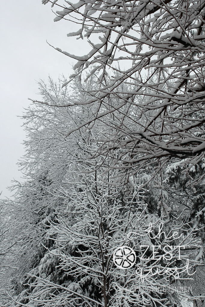 Snow-fresh-fallen-wonderland-view-from-the-back-2-The-Zest-Quest
