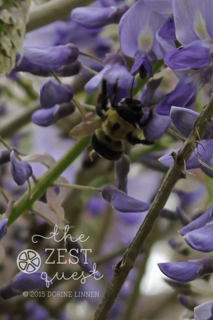 Wisteria-Bumble-Bee-frenzy-at-2-The-Zest-Quest