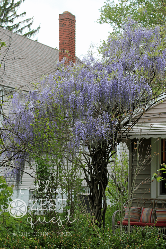 Wisteria-Hysteria-the-vine-that-makes-a-racket-in-the-spring-2-The-Zest-Quest