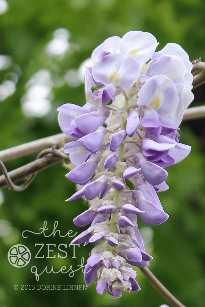 Wisteria-Tree-in-full-bloom-in-May-is-softer-and-fluffier-with-shorter-racemes-than-the-vine-2-The-Zest-Quest