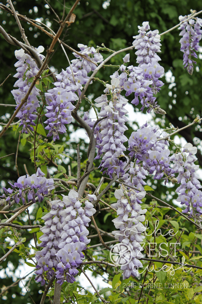 Wisteria-Tree-in-full-bloom-is-shaped-different-than-the-Wisteria-Vine-2-The-Zest-Quest