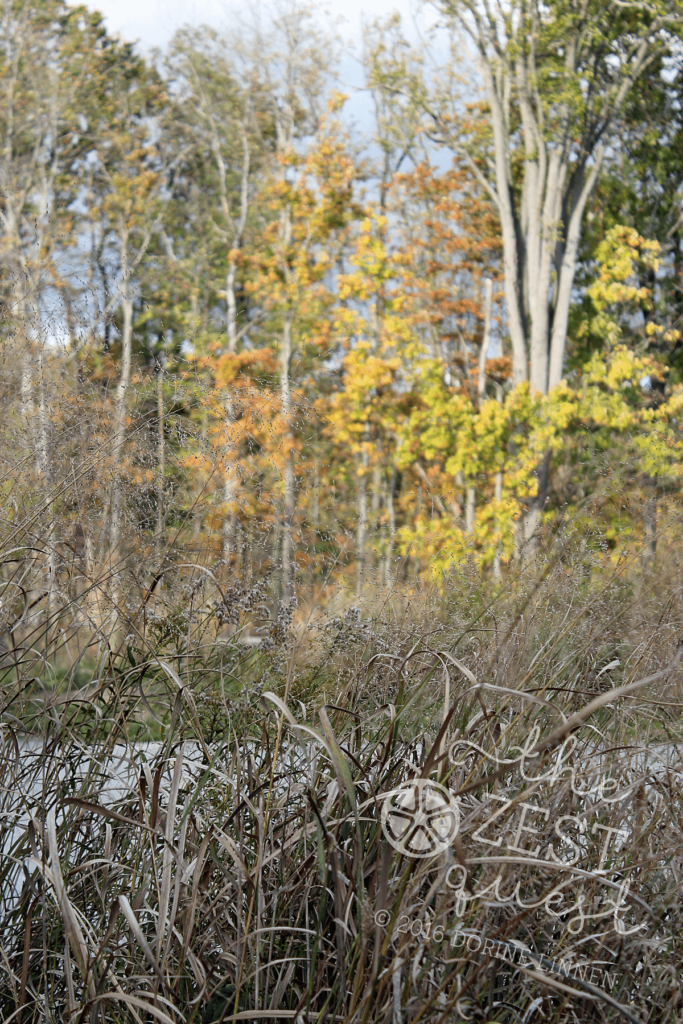 cvnp-looking-through-grass-to-the-autumn-colors-beyond-2-the-zest-quest