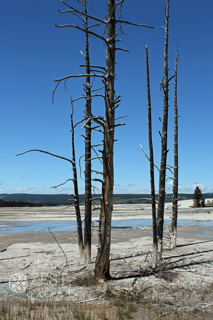 Yellowstone water affects pines